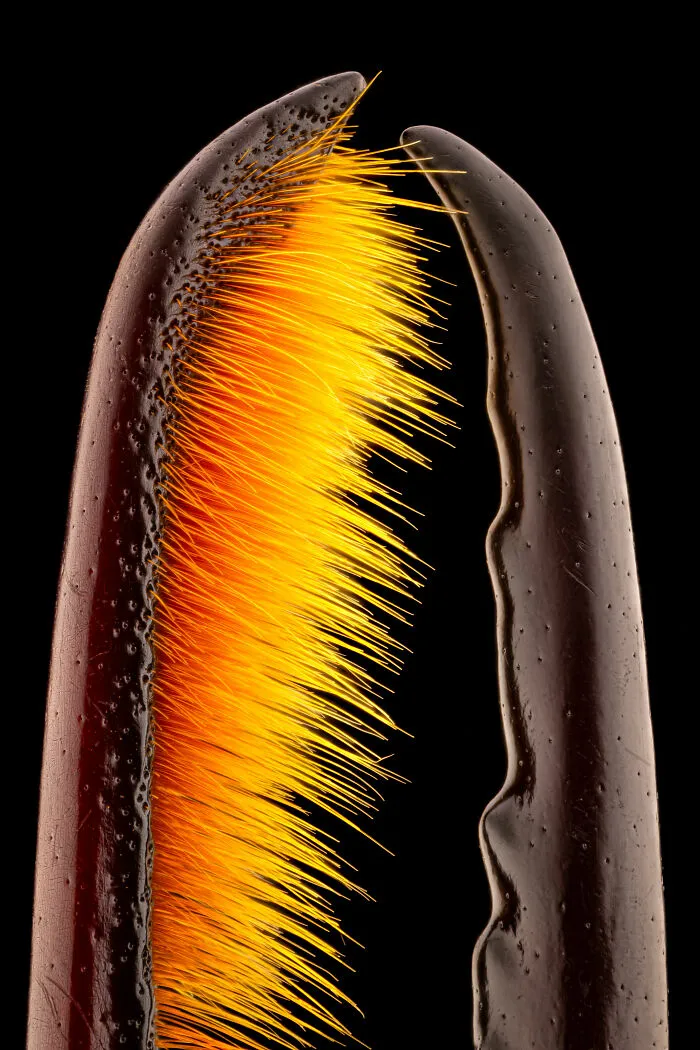 Honorable Mention: Michael Parra Puentes, Bogotá, Cundinamarca, Colombia