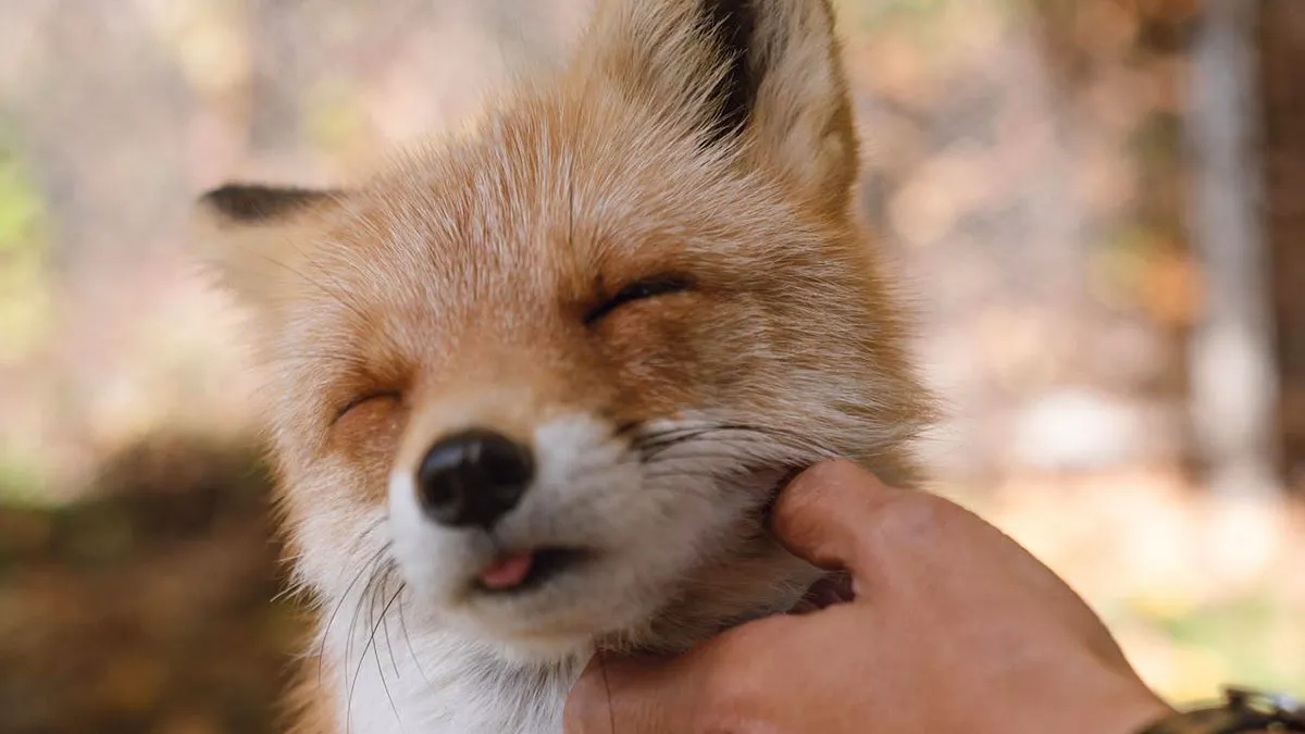 Guy Has A Weird Obsession With Wild Foxes, Dreams Of Having One As A Pet, Wife’s Patience Runs Out