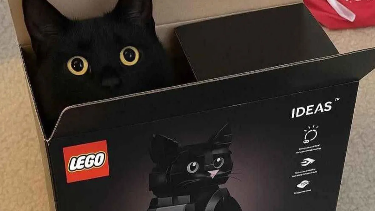 “If I Fits, I Sits”: 50 Pics Of Cats That Prove They Can Be Comfy Pretty Much Anywhere