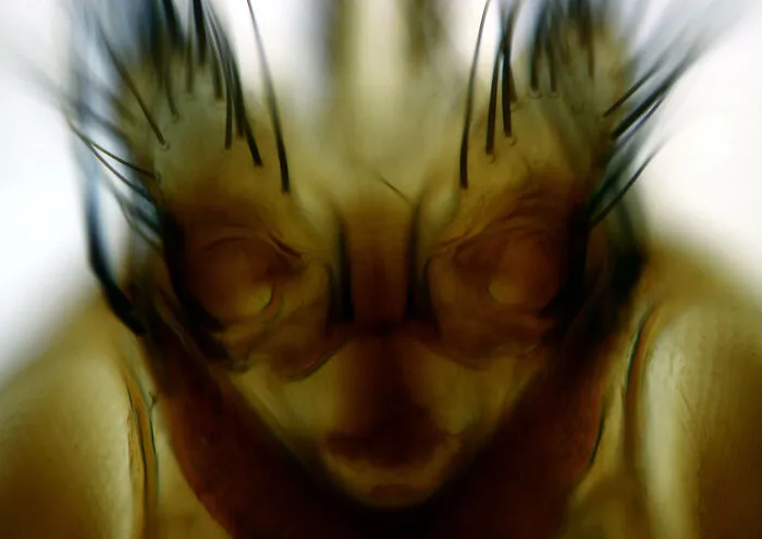 Close-up microscopic image of an insect head highlighting fine hairs and detailed eye structures from Nikon Small World contest.