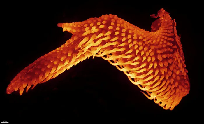 Close-up microscopic image of a vibrant orange specimen showcasing intricate textures from the 2025 Nikon Small World contest.