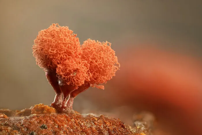 Close-up microscopic image showing detailed texture of vibrant orange fungal growth from Nikon Small World contest.