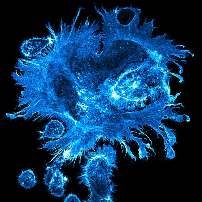 Microscopic image showcasing intricate cellular structures captured in the 2025 Nikon Small World photomicrography contest.