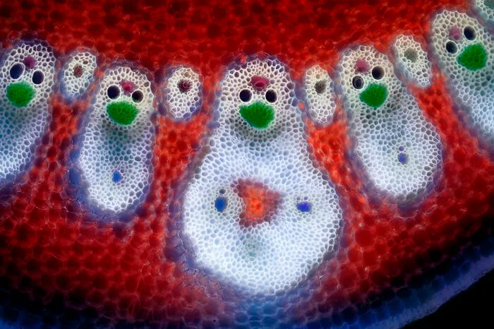 Image Of Distinction: Dr. David Maitland, Art Of Science, St. Andrews, Fife, United Kingdom