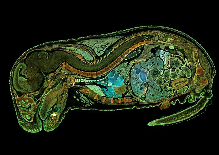 Cross-section of a microscopic organism showcasing vibrant details from the 2025 Nikon Small World photomicrography contest.