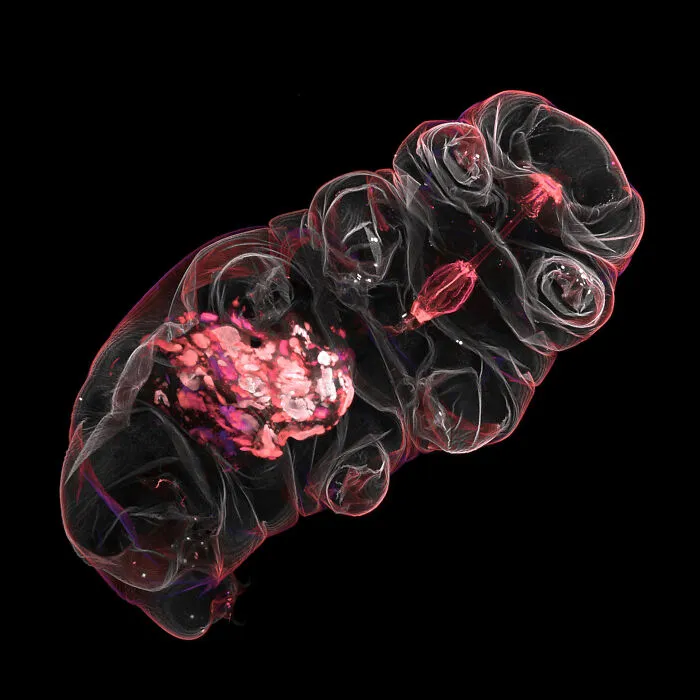 Image Of Distinction: Dr. Gonzalo Quiroga Artigas, Crbm-Cnrs, Montpellier, Herault, France