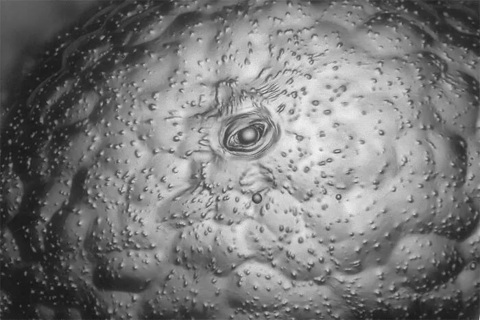 Close-up microscopic image revealing detailed textures and structures from the 2025 Nikon Small World photomicrography contest.
