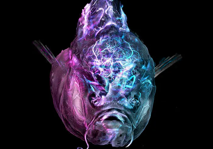 Microscopic image of a translucent aquatic creature with vibrant purple and blue light patterns from Nikon Small World contest.