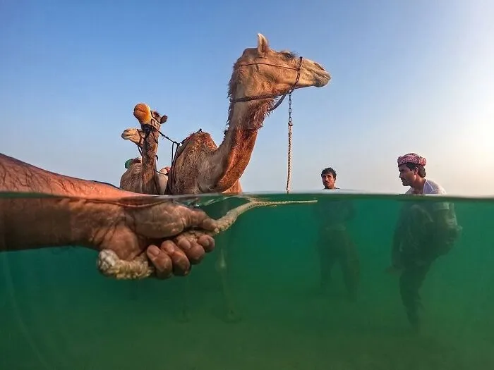 Underwater view of a camel and people holding an octopus showcasing fascinating photos in a unique setting.