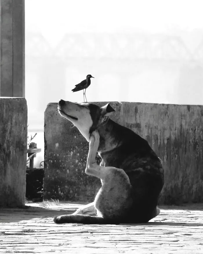 Black and white photo of a dog scratching itself with a bird perched on its head in a fascinating photo scene.