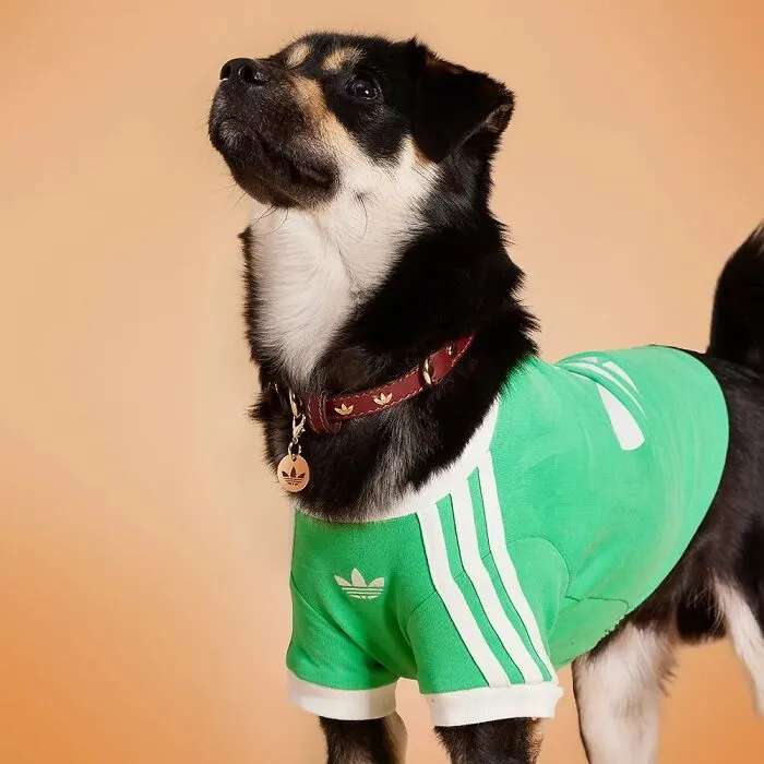 This Brand Created A Fashion Line For Pets, And Here Are 20 Highlights