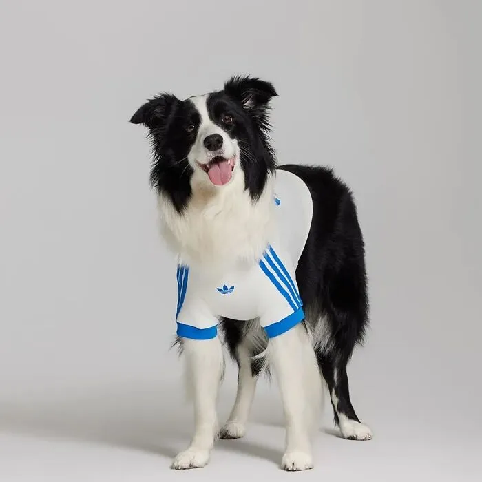 This Brand Created A Fashion Line For Pets, And Here Are 20 Highlights