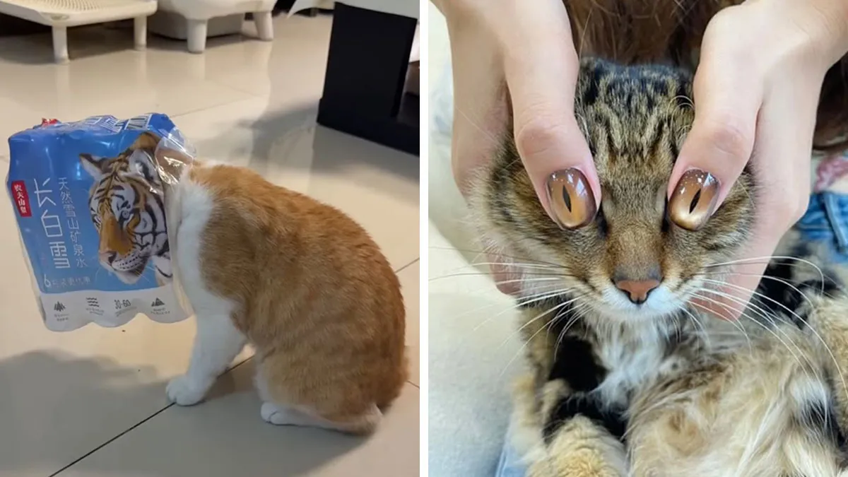 50 Of The Most Hilarious And Cute Cat-Themed ‘Important Animal Images’ To Brighten Your Day