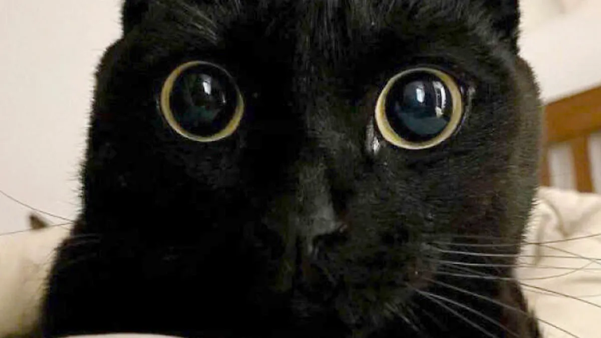 50 Pics Of Cats So Adorable They Should Probably Be Declared National Treasures