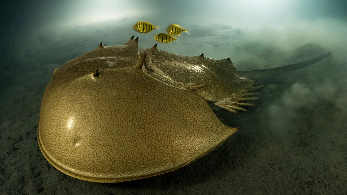 30 Incredible Underwater Photos That Reveal The Secret Life Beneath The Waves By Laurent Ballesta