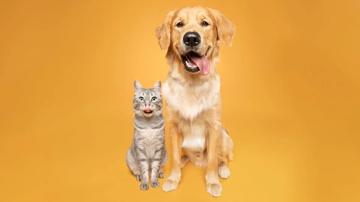 44 Of The Best Pet Photos In The World, As Chosen By The 2025 International Pet Photography Awards