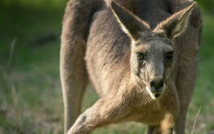 Most Kangaroos Are Predominantly Left-Handed