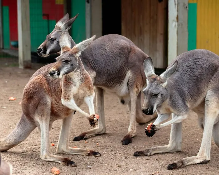 Kangaroos Produce Far Less Methane Than Cows And Sheep