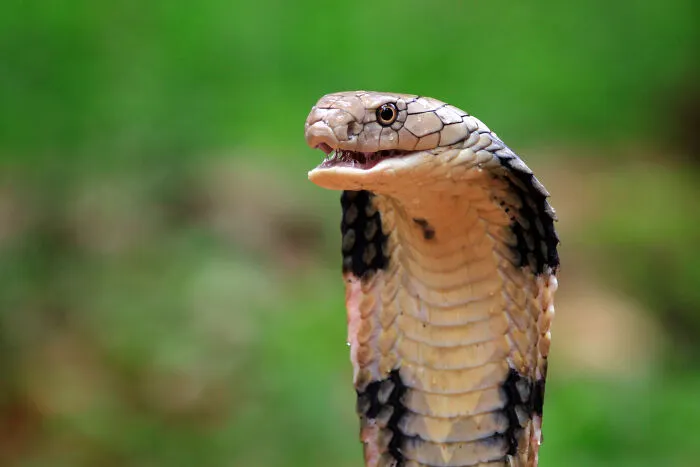 50 Of The Silliest Events That Happened Throughout History