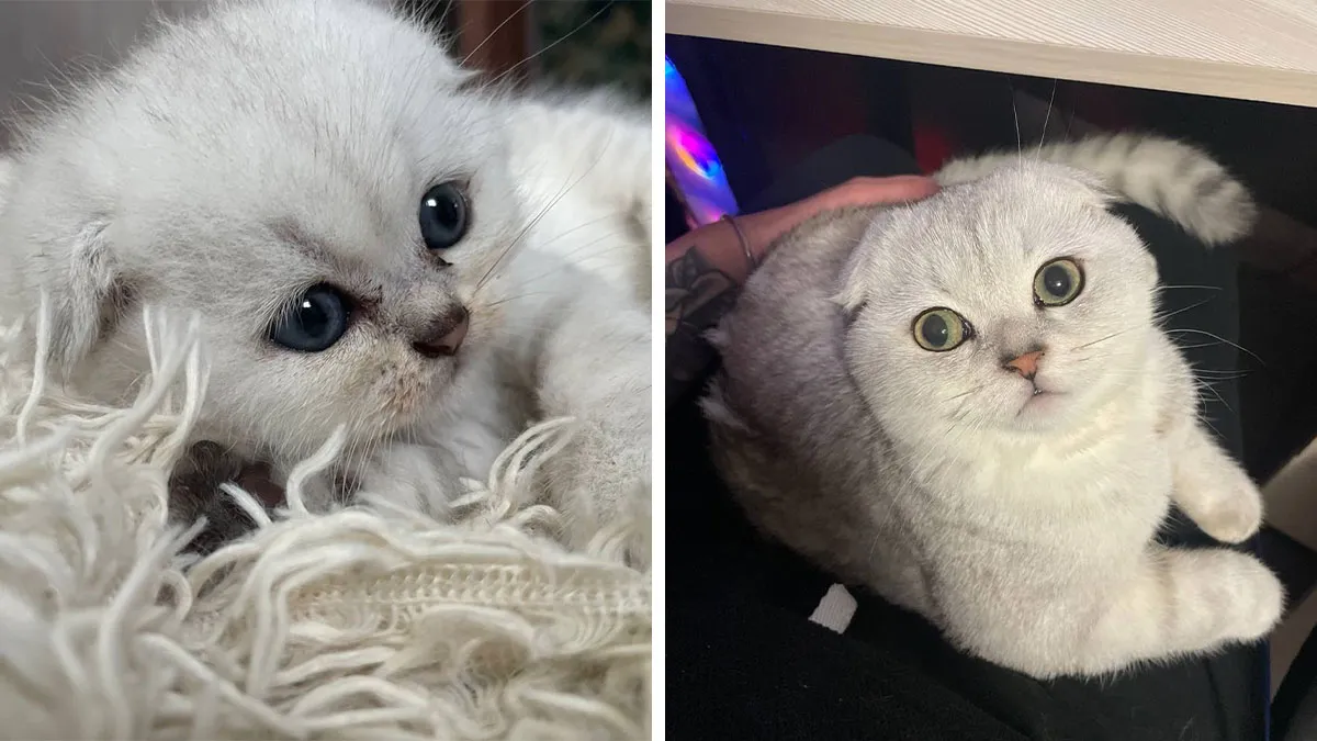 “Cat Grows”: 29 Side-By-Side Comparisons Of Cats Now And When They Were Little (New Pics)