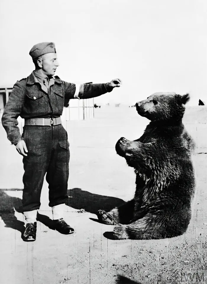 During WWII, Poland Made A Bear A Private