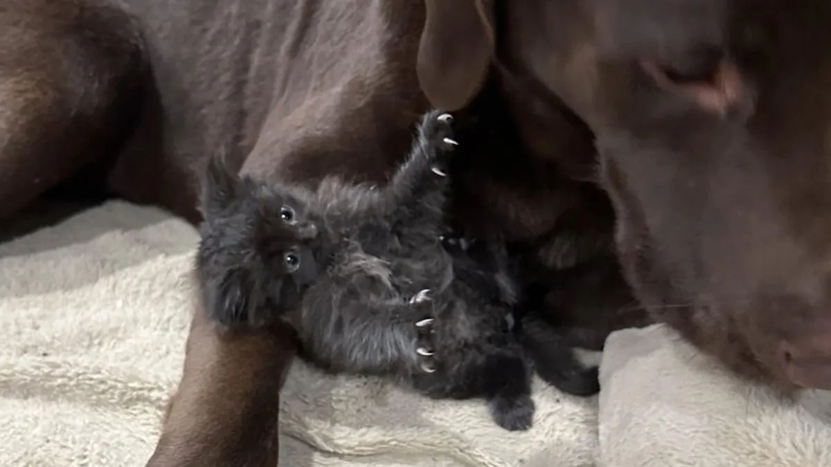 Tiny Rescue Cat Gets Attached To Big Family Dog In Seconds, Their Bond Goes Viral Immediately
