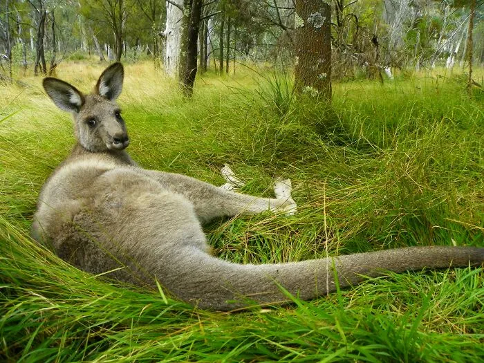 Kangaroos Are Scientifically Classified As Part Of The Genus Macropus