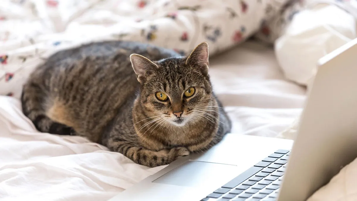 40 Tales Of Cats Being Absolute Hooligans, As Shared By Netizens