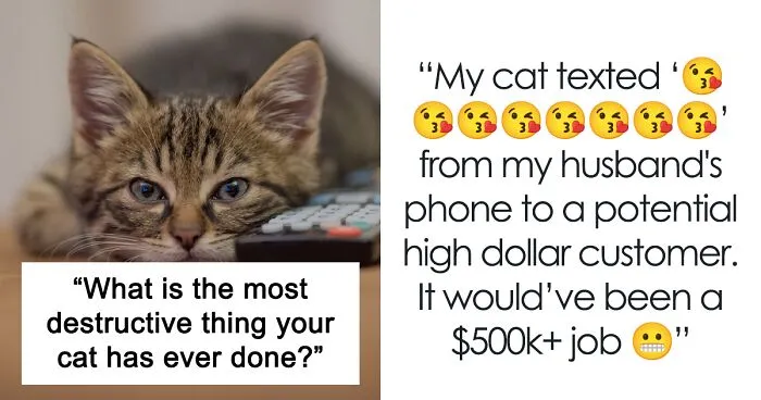 40 Tales Of Cats Being Absolute Hooligans, As Shared By Netizens