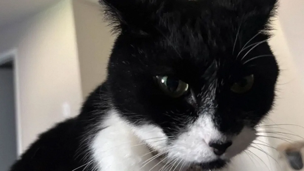 Woman Caught In A Hilariously ‘Serious’ Beef With Her Cat Over A Sandwich, And The Internet Lives For It