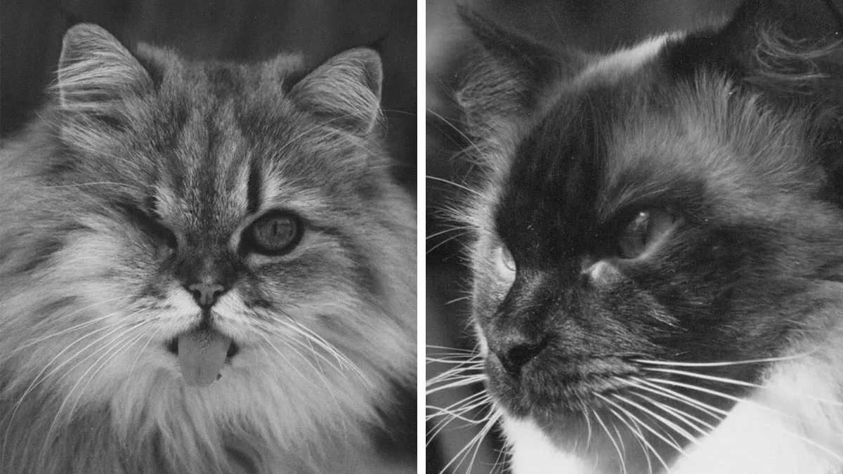 My 39 Favorite Cat Photos I’ve Ever Taken