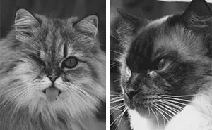 My 39 Favorite Cat Photos I’ve Ever Taken