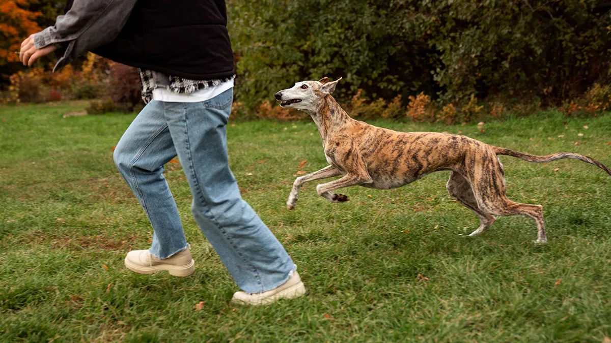 “I Can’t Enjoy My Own Property”: Person Feels Threatened By Neighbor’s Dog, He Doesn’t Care