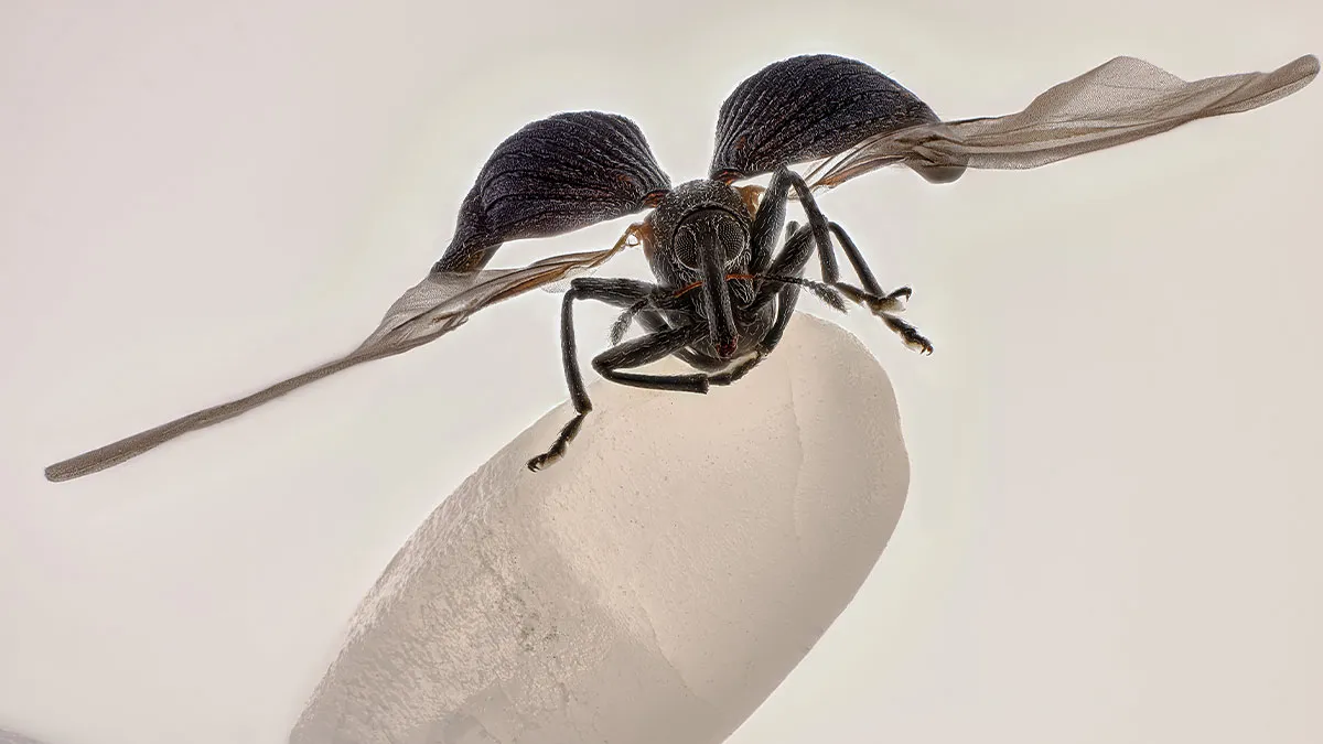 50 Jaw-Dropping Microscopic Images From The 2025 Nikon Small World Competition