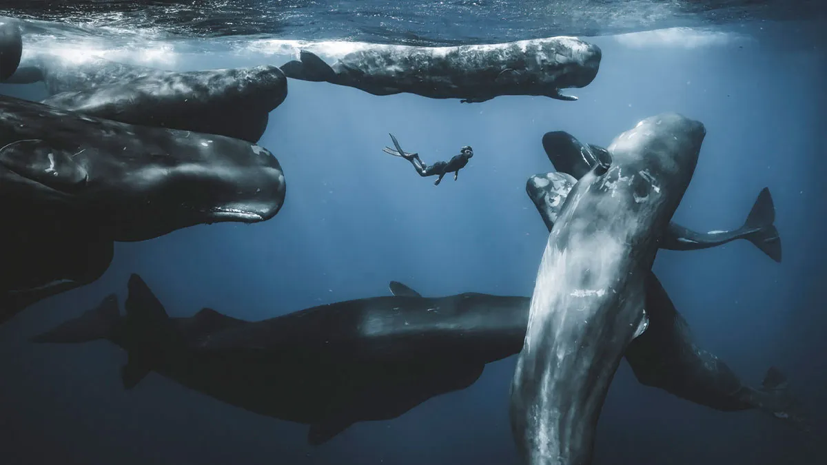 50 Stunning Images From The 2025 Ocean Photographer Of The Year Awards