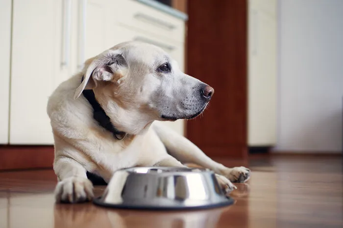 50 Stories About The Most Intelligent Pets People Have Ever Had