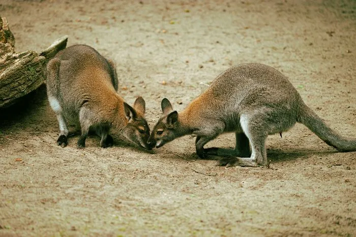 Kangaroos Greet Each Other By Touching Noses