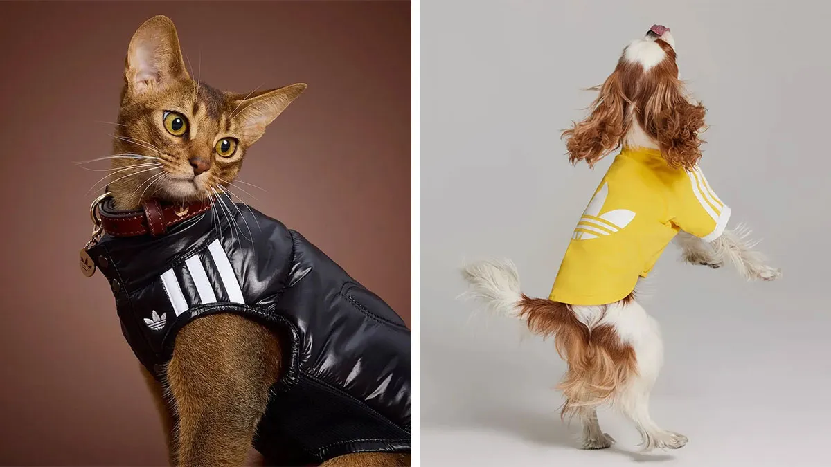 This Brand Created A Fashion Line For Pets, And Here Are 20 Highlights