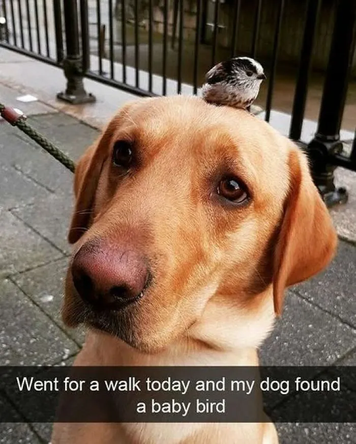 If You Like Animals More Than People, These 50 Memes Might Hit The Spot