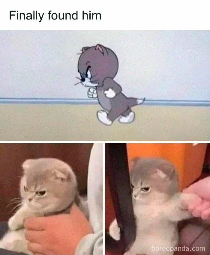 If You Like Animals More Than People, These 50 Memes Might Hit The Spot