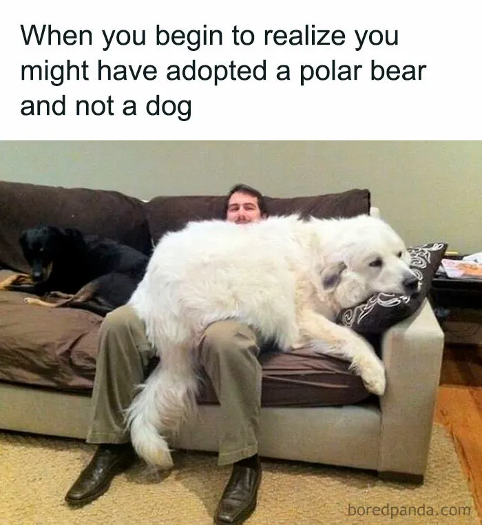 If You Like Animals More Than People, These 50 Memes Might Hit The Spot