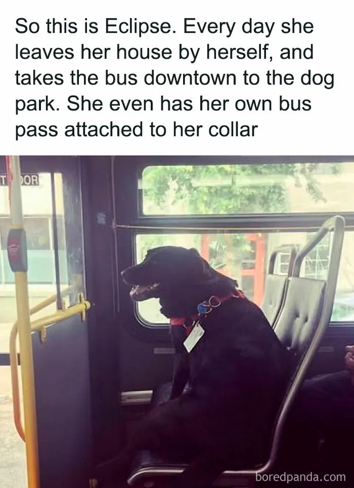 If You Like Animals More Than People, These 50 Memes Might Hit The Spot