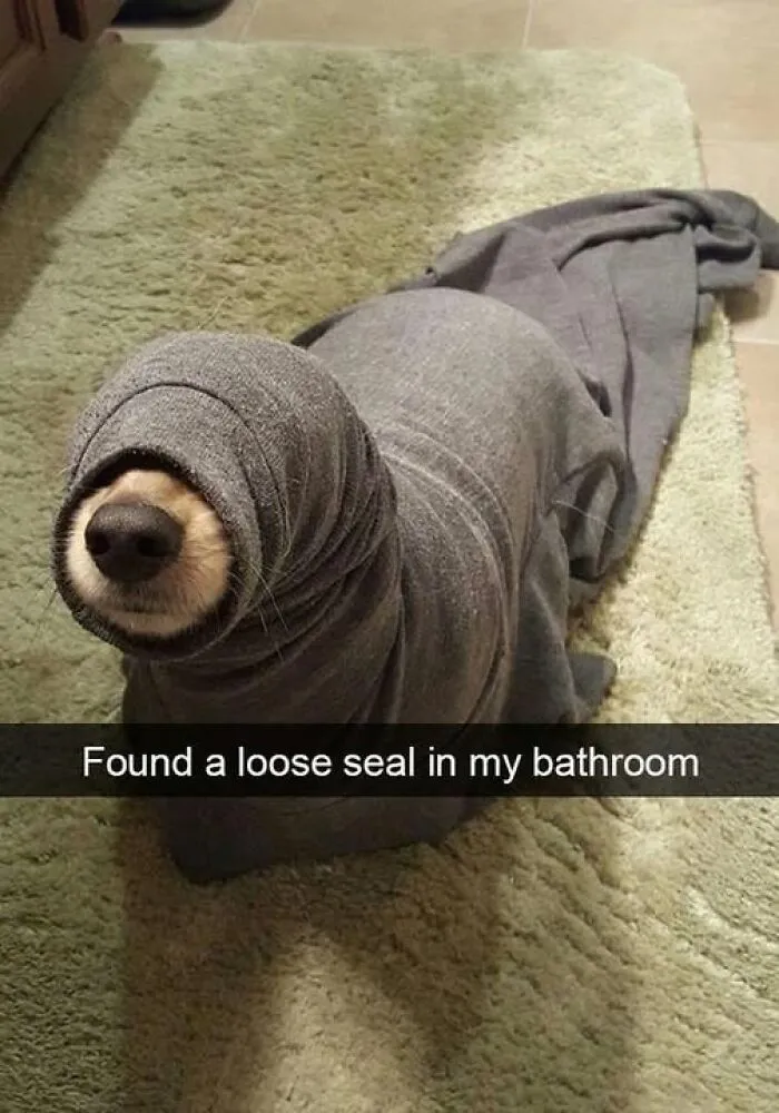 If You Like Animals More Than People, These 50 Memes Might Hit The Spot