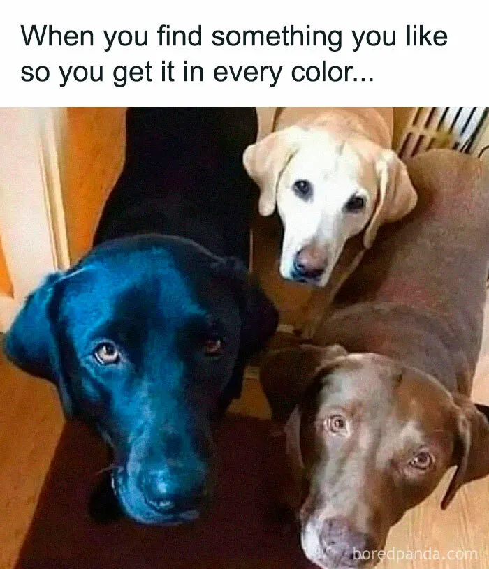 If You Like Animals More Than People, These 50 Memes Might Hit The Spot