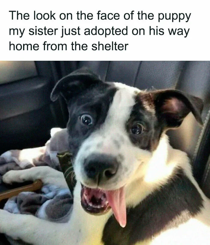 If You Like Animals More Than People, These 50 Memes Might Hit The Spot