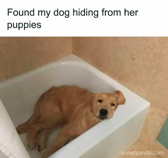If You Like Animals More Than People, These 50 Memes Might Hit The Spot