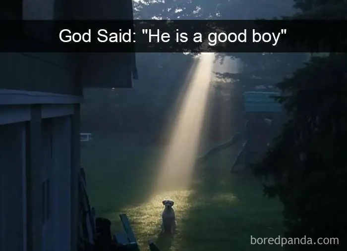 If You Like Animals More Than People, These 50 Memes Might Hit The Spot