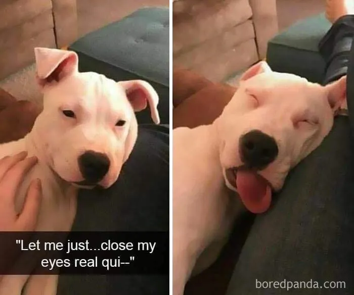If You Like Animals More Than People, These 50 Memes Might Hit The Spot