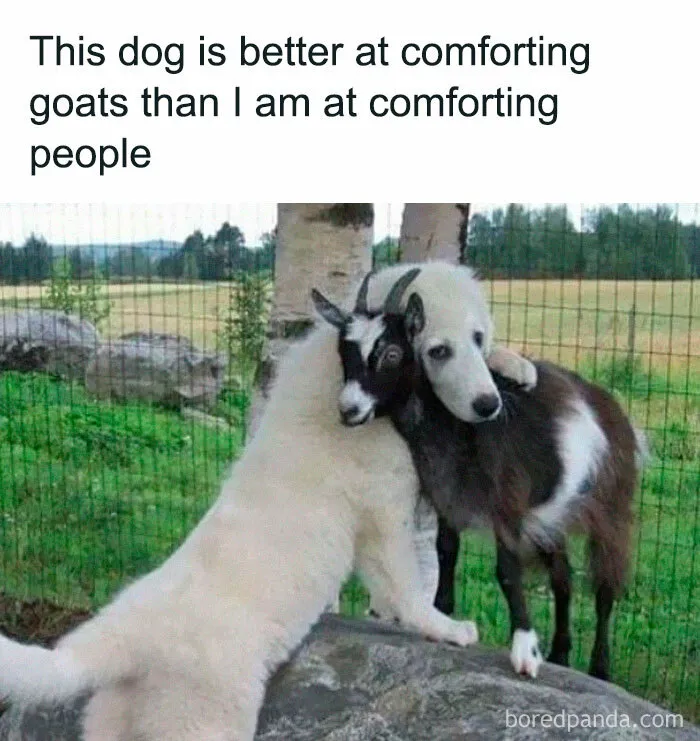 If You Like Animals More Than People, These 50 Memes Might Hit The Spot