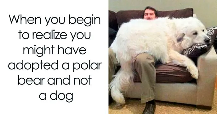 If You Like Animals More Than People, These 50 Memes Might Hit The Spot